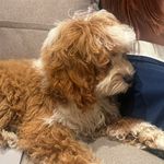 费洛巴拉格辣条王