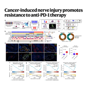 128-Cancer-induced nerve injury Drives Anti-PD-1 Resistance