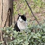 沪上书包仔来了