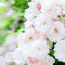 一只懒懒的猫小粒