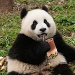 肉乎乎的小福泥