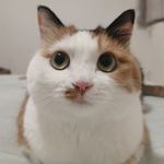 小鼠不吃大薯