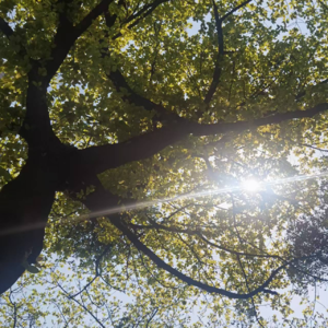 E49《心渊回响：创伤与解离的解读》专辑2：失踪的母亲们