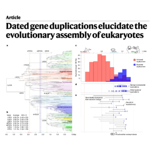 336-Eukaryote Assembly Timeline from Dated Gene Duplications