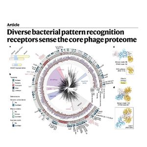1536-Bacterial STAND Receptors Sense the Core Phage Proteome