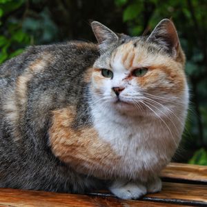 西游记（9）高老庄-猪八戒
