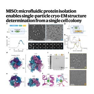 404-MISO for Integrated Protein Purification and Cryo-EM