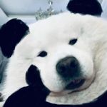 Doria听了也记不住