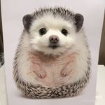 犄角牌小猪诱导器