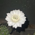 Lily李李