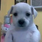 拒绝预制猛火爆炒