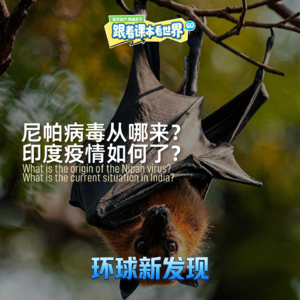 尼帕病毒从哪来？印度病情如何了？- 2026/02 第一周