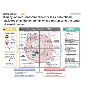 1448-Senescent Cancer Cells in Antitumor Immunity