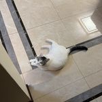 夏天他爹