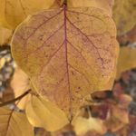 会当凌绝顶-爬山版