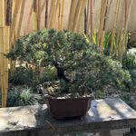 被子做梦不盖被