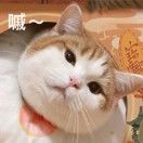 风球君