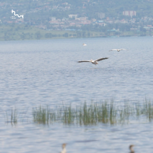 11/23 跟着鸟儿一起迁徙