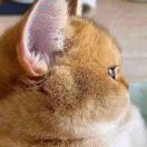 花猫小胡胡