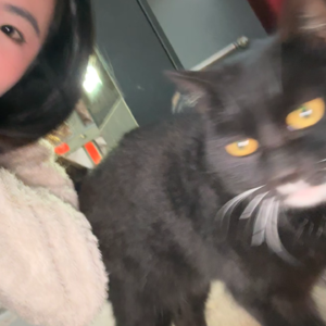 02 | 小区门口的猫像黑猫警长