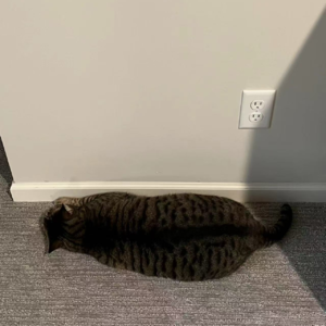 EP019:闲聊 | 主创疫情后回国见闻分享二