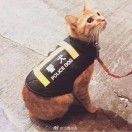 啊哦啊哦啊哦