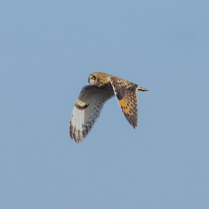 EP01 “野生动物该不该进城”？一座没有动物的城市后来怎么样了…