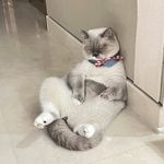 脚饺