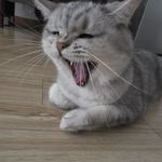 王小夸