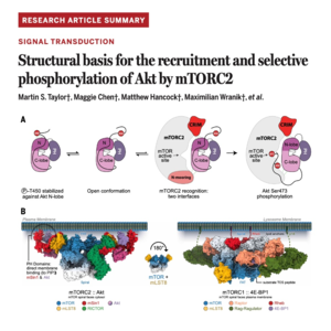 702-mTORC2识别并磷酸化Akt的结构基础