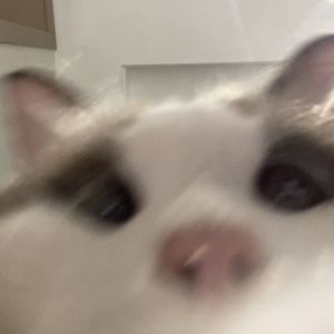 Hai_cheer