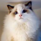 历史上神奇的帆船