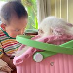 潘达吃枪药