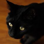 每天摸黑色猫猫