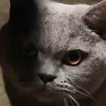 猫猫凝