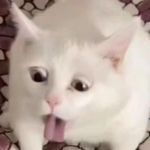 文兄_