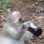 饮猴