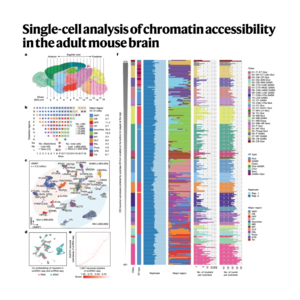 264-snATAC-seq in the Adult Mouse Brain