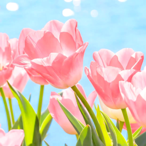 VOL446.我们没有必要因为世界变得荒诞,而自己随之变得乖戾。