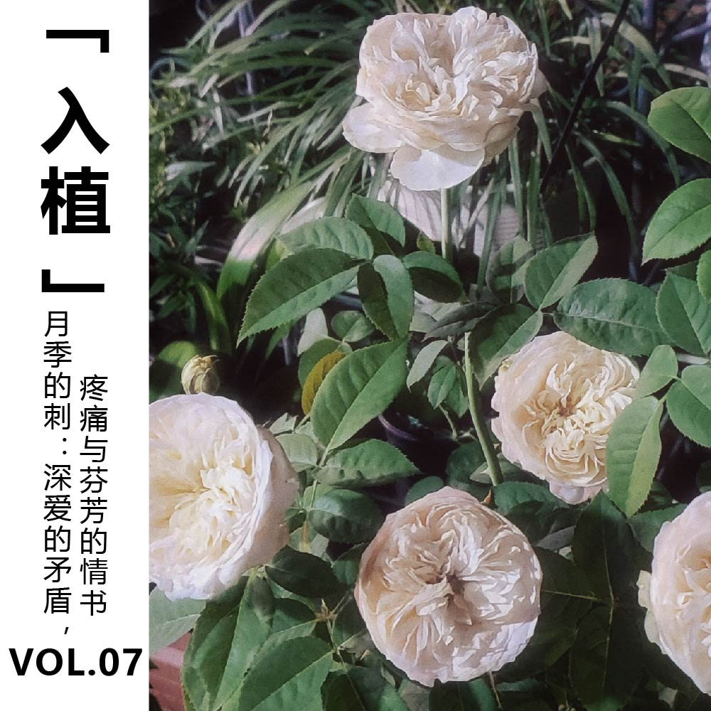 cover of episode Vol.07【入植】月季的刺：深爱的矛盾，疼痛与芬芳的情书