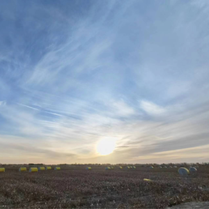 005:在新疆棉花田里晃悠的人类学学者