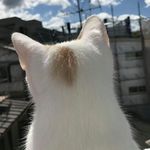 进击的游隼