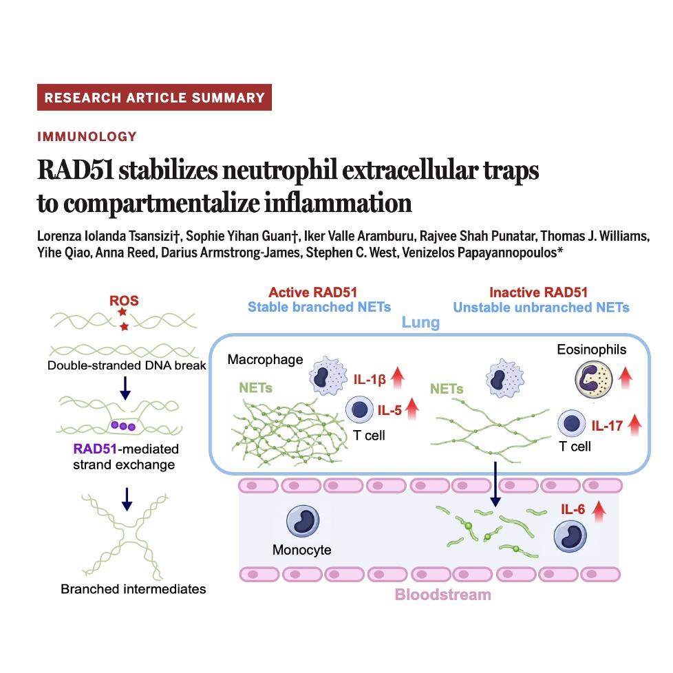 1547-RAD51 stabilizes Neutrophil Extracellular Trap episode artwork
