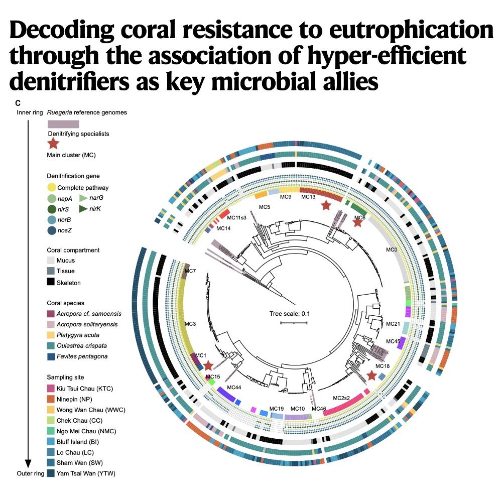 1126-Key Microbial Allies for Coral Resilience episode artwork