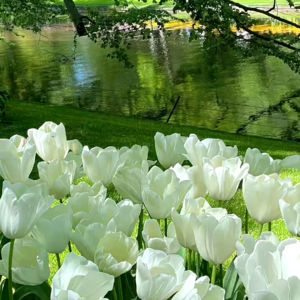 VOL443.我们隐藏起来时感到最舒适,但我们却渴望被人看见。