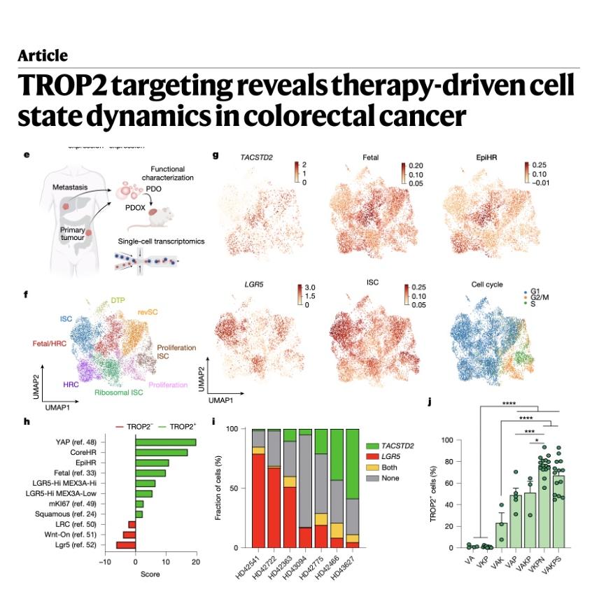 1363-Cell State Dynamics in Colorectal Cancer episode artwork