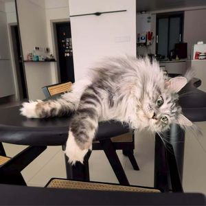 涨停板努力努力再努力