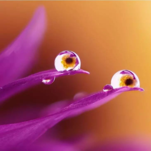 No.25-微距镜头怎么选？