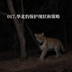 017.普通人怎么保护华北豹?