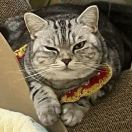 今天不健身明天变猪蹄